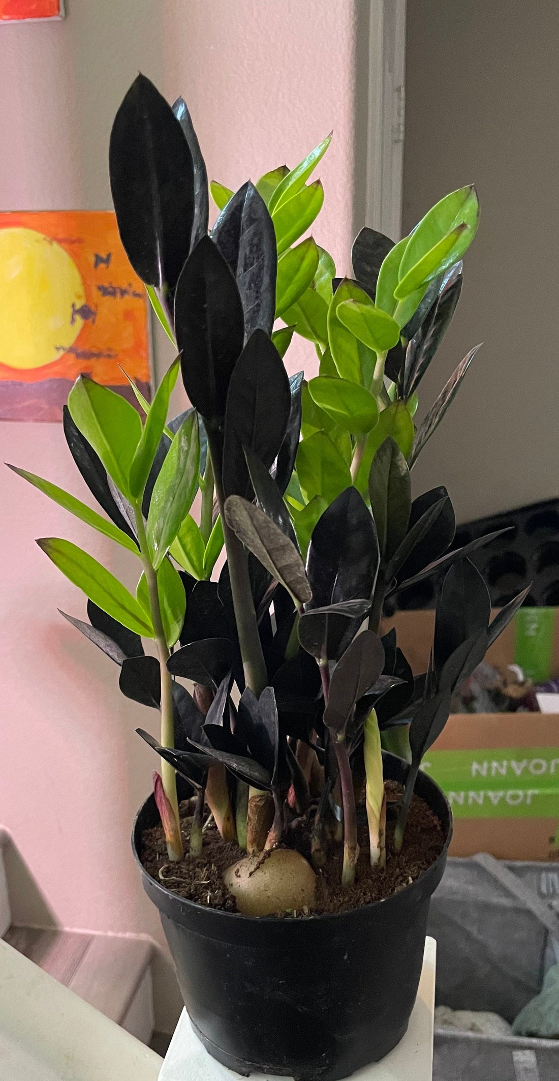 Multiple options -zz -black Zamioculcas-super nova - succulen easy care