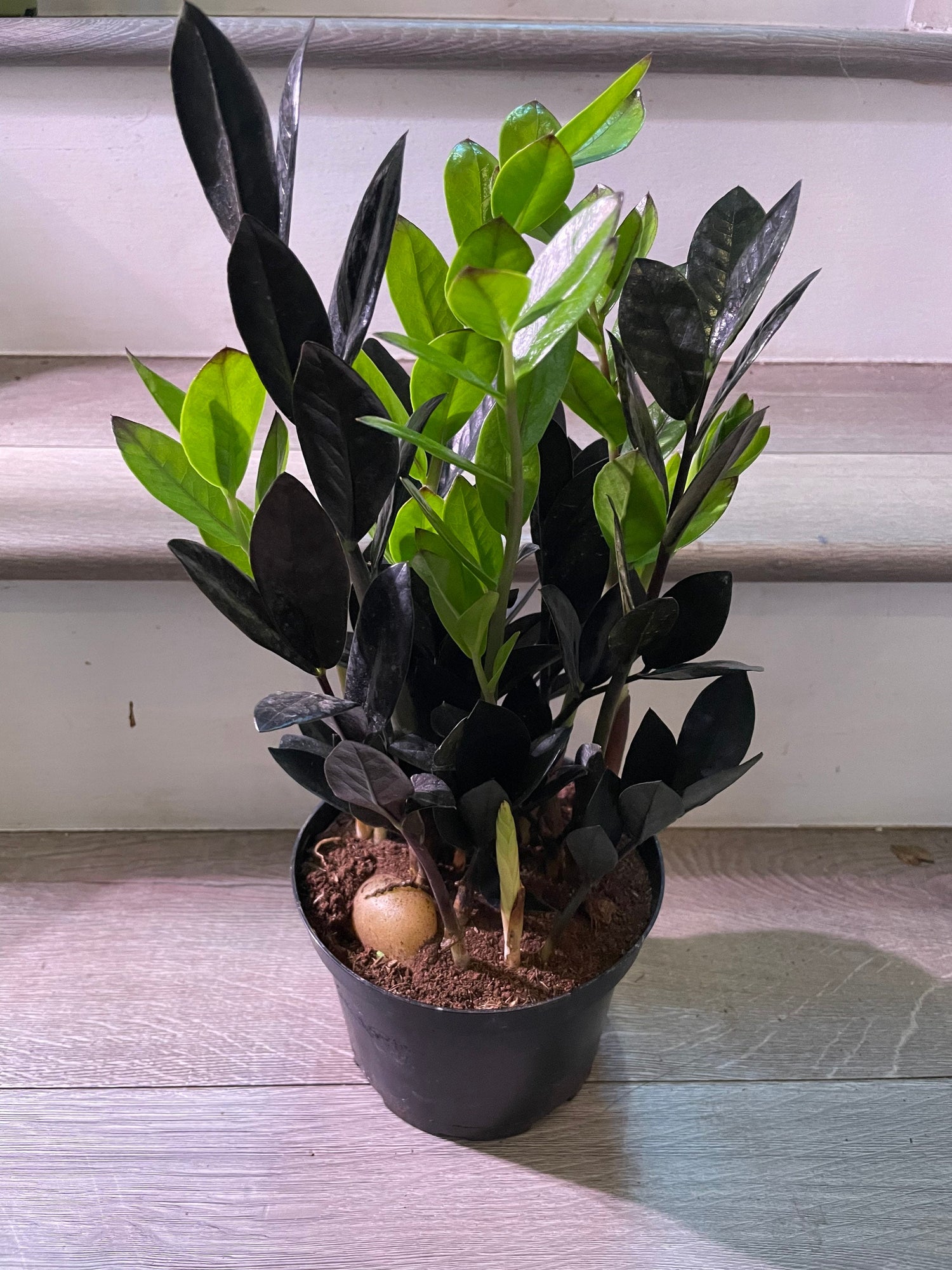 Multiple options -zz -black Zamioculcas-super nova - succulen easy care