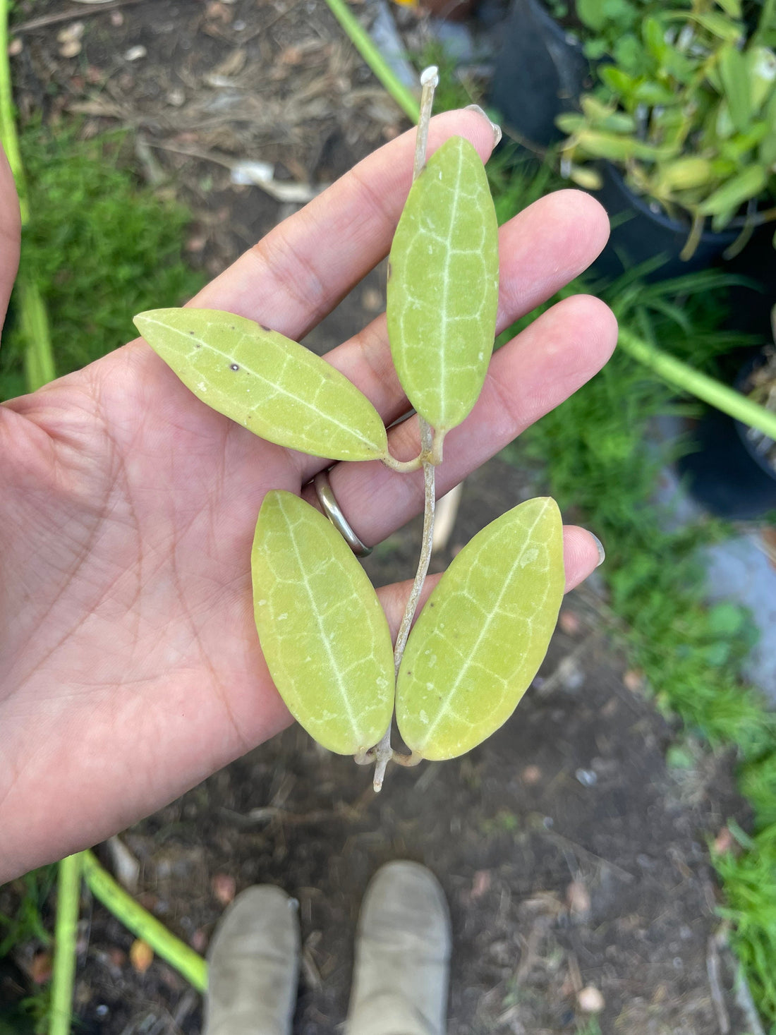 2 nodes  unrooted cutting -Please know how to  root cuttings Hoya Eliptica - no refunds-each cutting is unique