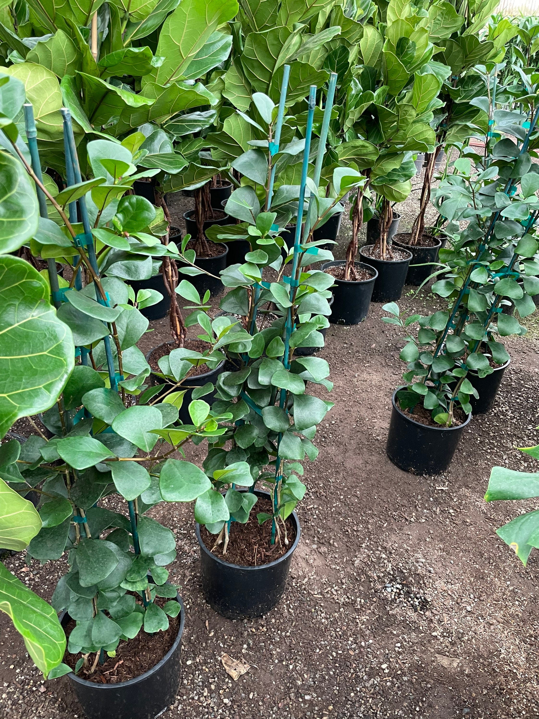 4 to 5ft - Ficus Triangularis -Hard to find this size-similar to picture not exact