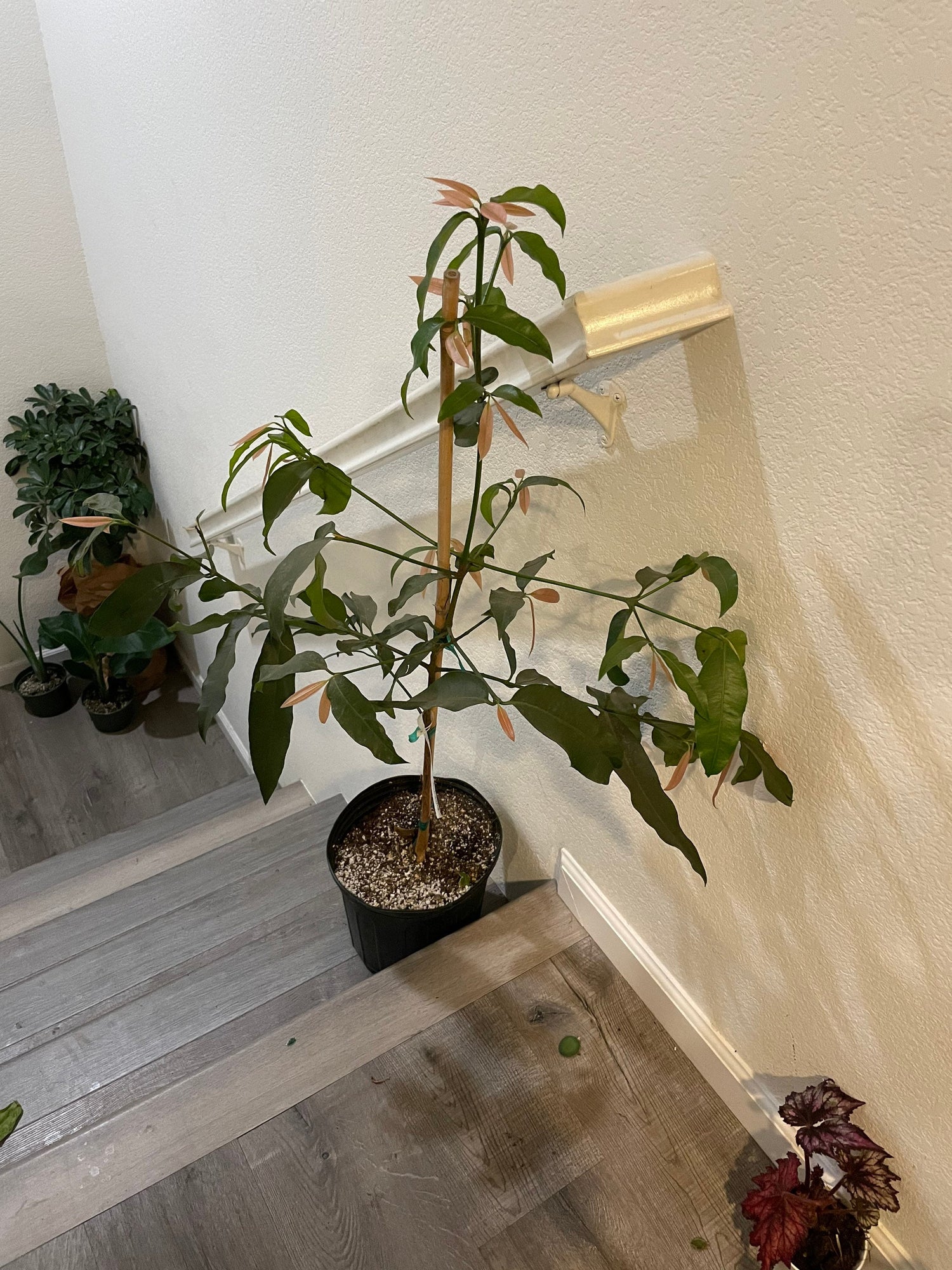 3 gallon potted exotic fruit -Garcinia humilis,achachairú ,achacha -3ft to 4ft tall tree-similar to mangosteen