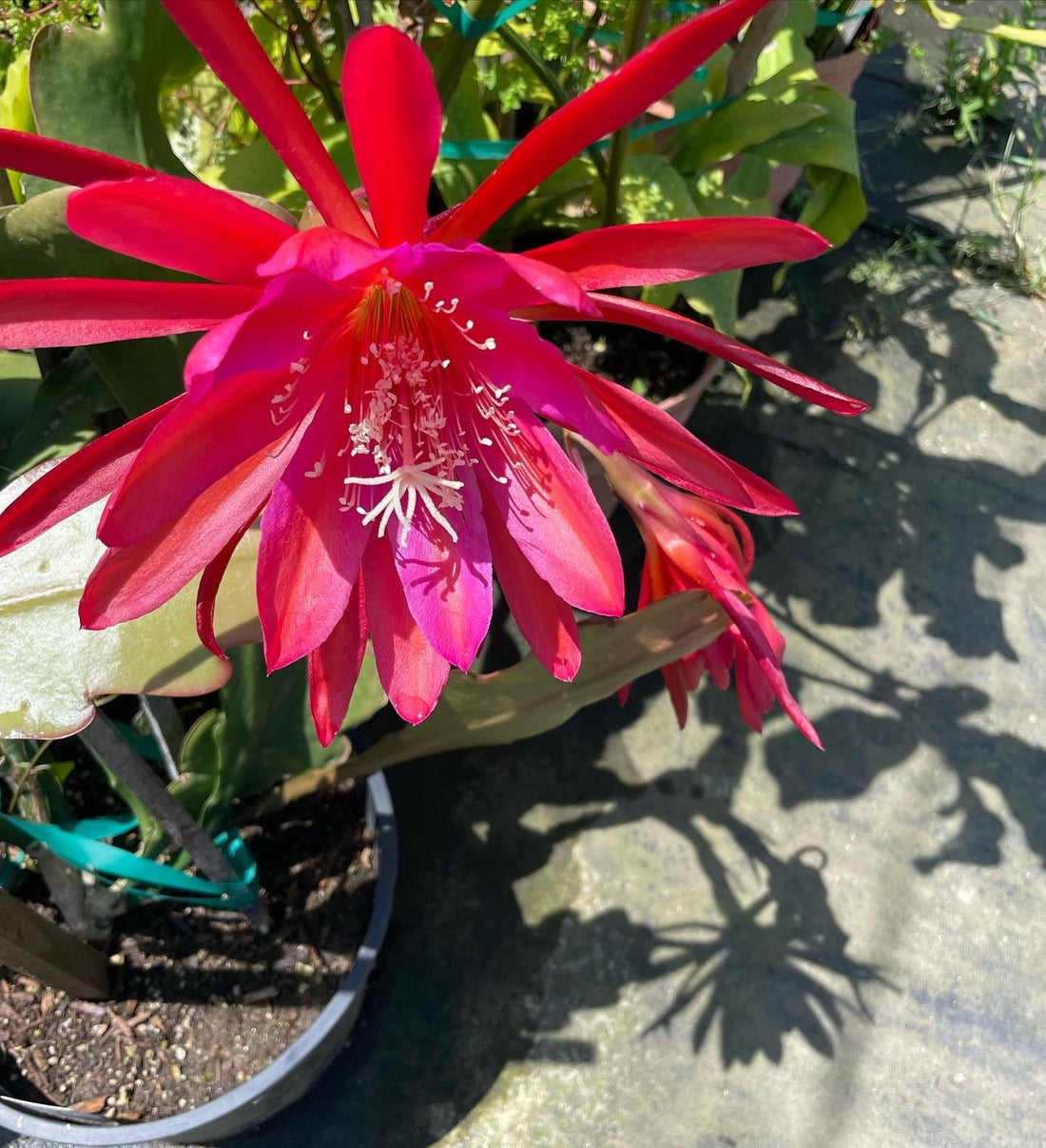 Rare - 7 large flowering epiphyllum orchid cactus- mature cuttings will flower-6 to 8 inches .