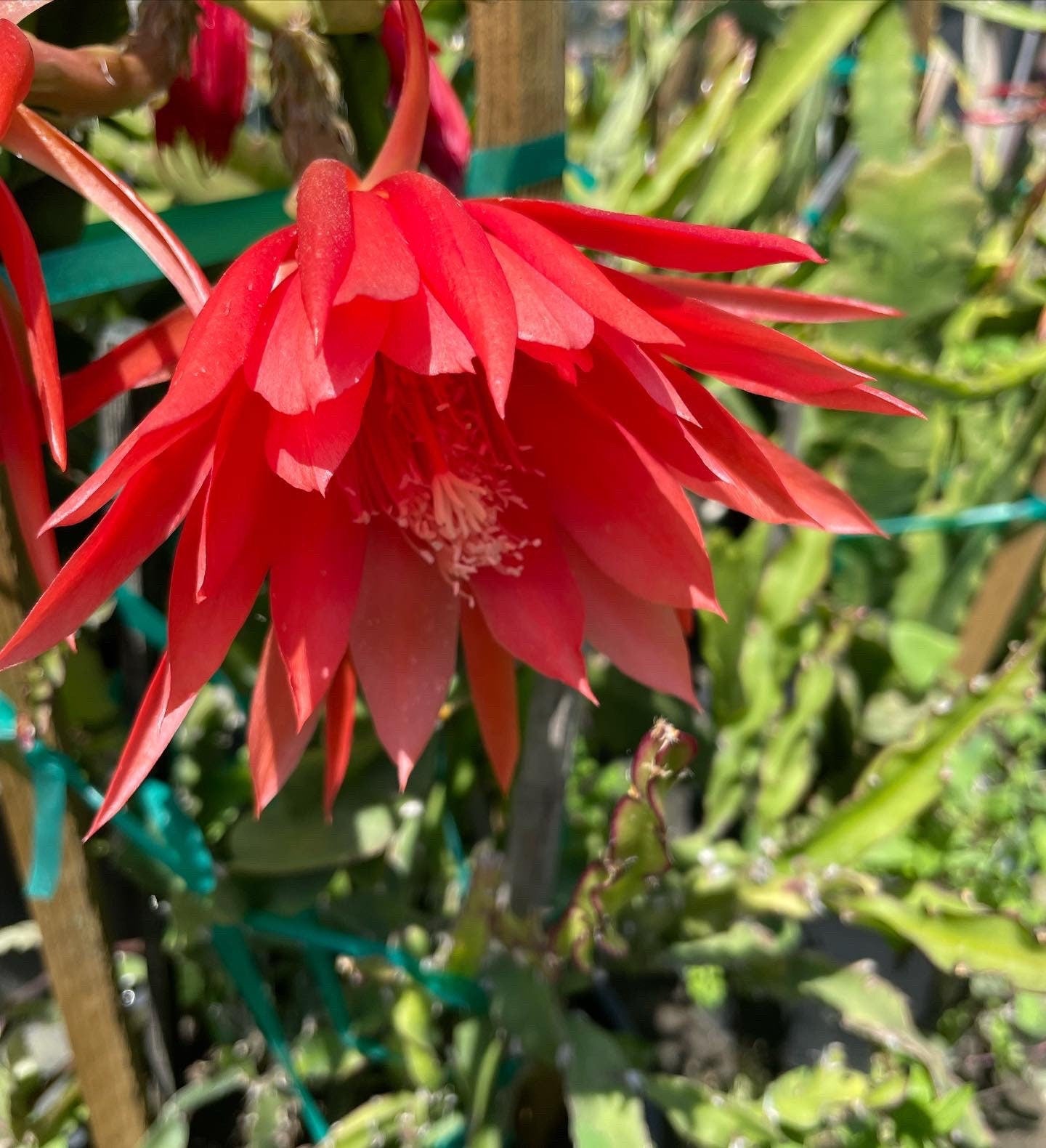 Rare - 7 large flowering epiphyllum orchid cactus- mature cuttings will flower-6 to 8 inches .