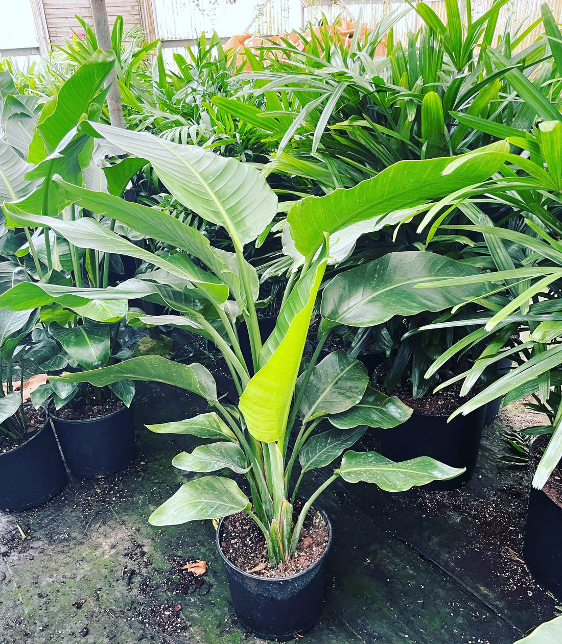 4 ft Indoor bird of paradise - modern decor ships without Growers pot-bare root -white flowers