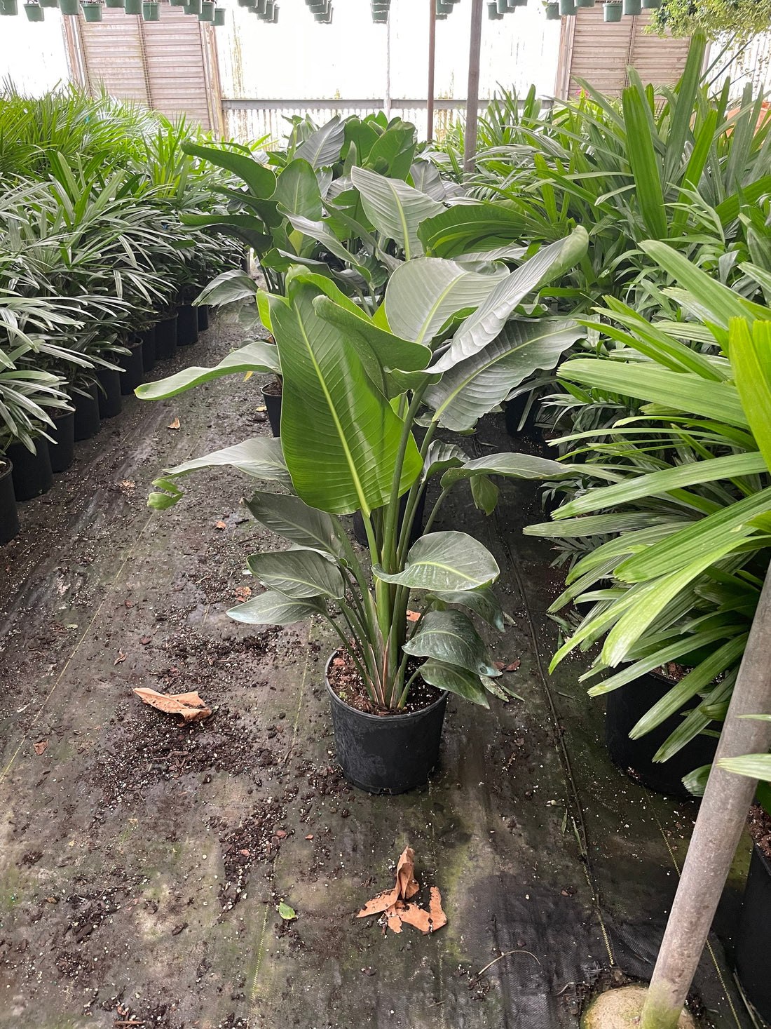 4 ft Indoor bird of paradise - modern decor ships without Growers pot-bare root -white flowers