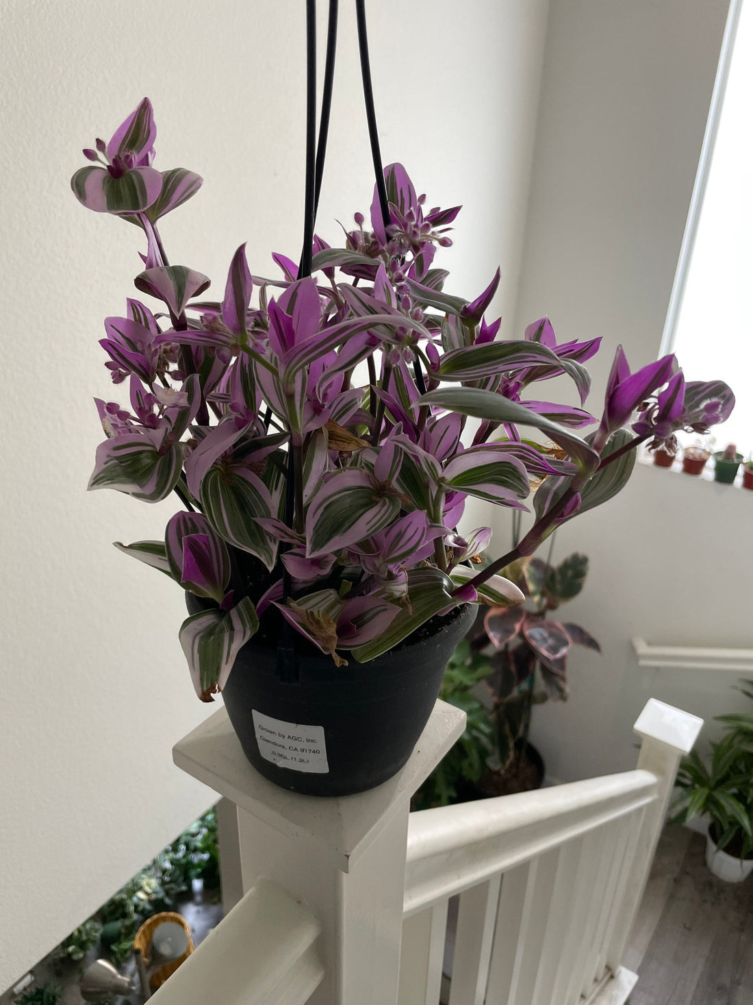 Xtra Large 6 inch pot live plant -Tradescantia Nanouk| Rare Lavender Succulent-Like -Hard to Find this size