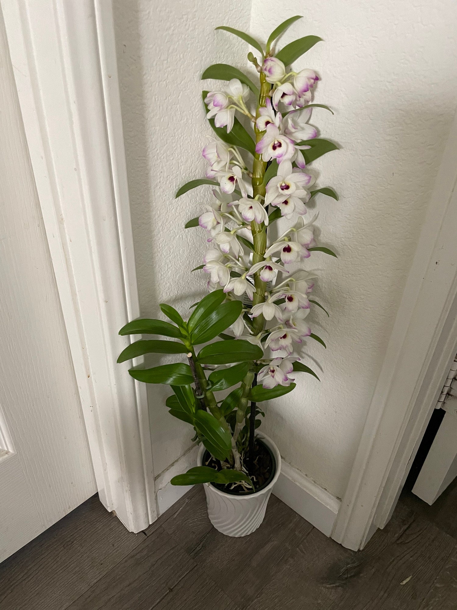 XL -1-2ft tall blooming pink and white dendrobium nobile in decorative pot. Perfect gift for the plant lover!-not exact plant -color vary