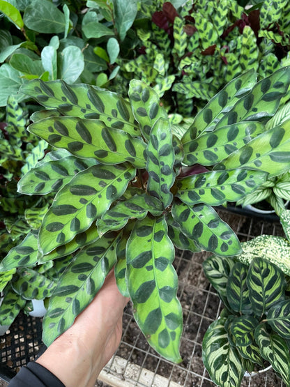 Large 6 “ pot-Calathea Rattlesnake- Pet Friendly Indoor-similar to photo-Goeppertia insignis, formerly Calathea lancifolia-free ups ground