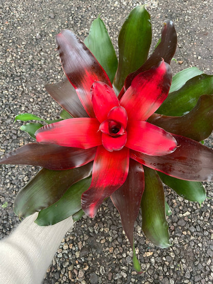 large 6 inch potted-Bromeliad Medusa-easy care keep water in cup -hard to find this size - bright red -long lasting will continue to pup .