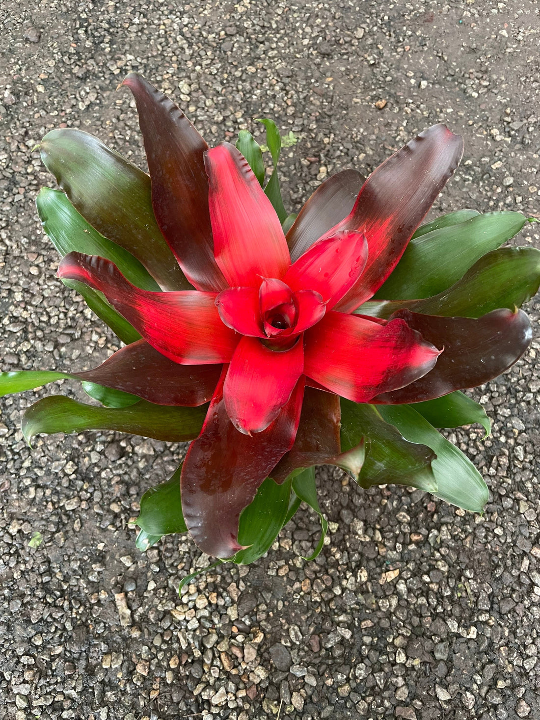 large 6 inch potted-Bromeliad Medusa-easy care keep water in cup -hard to find this size - bright red -long lasting will continue to pup .