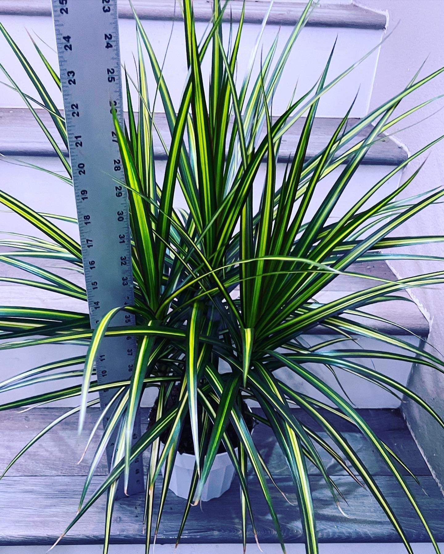 Large 6 inch growers pot 1-2 ft tall -Dracaena Marginata Ray of Sunshine Plant -easy care , low light , low water