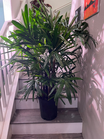 3-4 feet Tall -Rhapis Palm  -indoor or outdoor -low maintenance easy care-similar to photo not exact plant