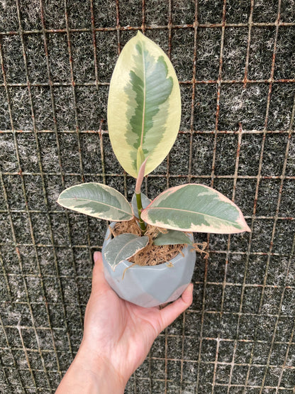 4 inch potted -Small starter variegated ficus elastica teneke -similar to picture not exact plant includes pot -may vary -easy gift idea