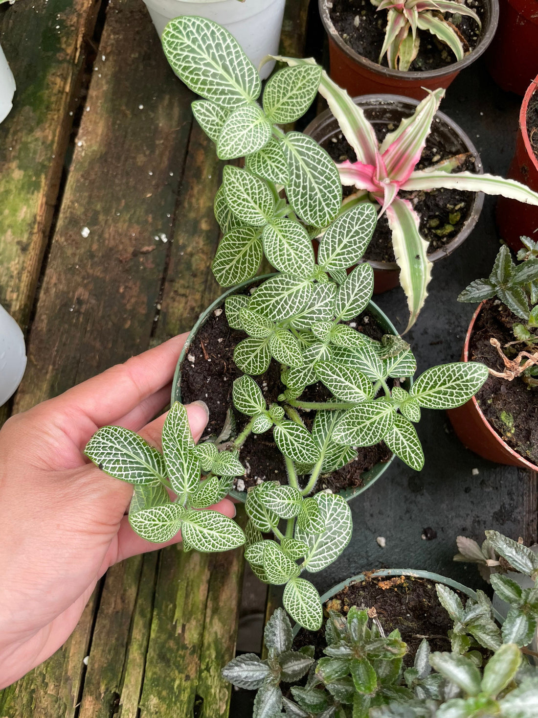 4 inch white/green nerve plant , terrarium , easy care , low light