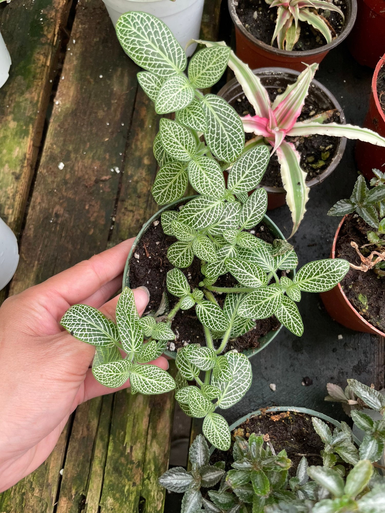 4 inch white/green nerve plant , terrarium , easy care , low light