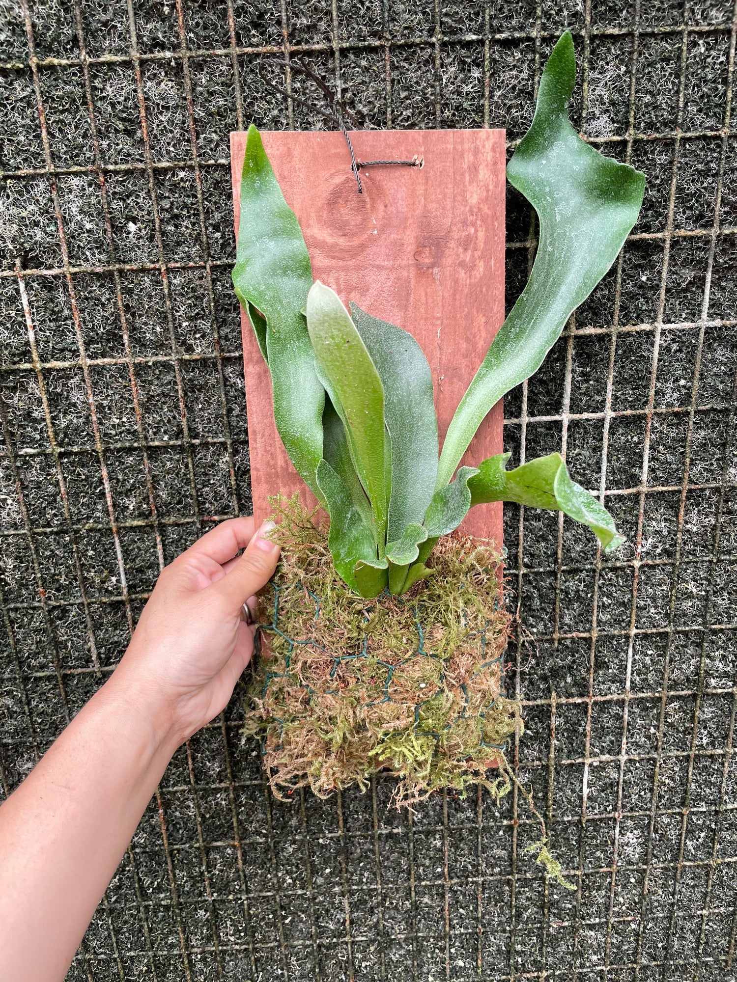 Mounted Staghorn fern on red wood - similar to photo not exact-Platycerium bifurcatum-elkhorn fern -easy care