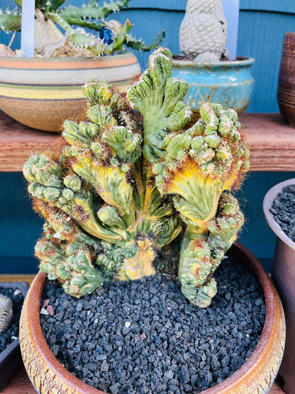 Rare Cereus Forbesii Monstrose Variegated -ships bare root-not exact plant similar - growers choice