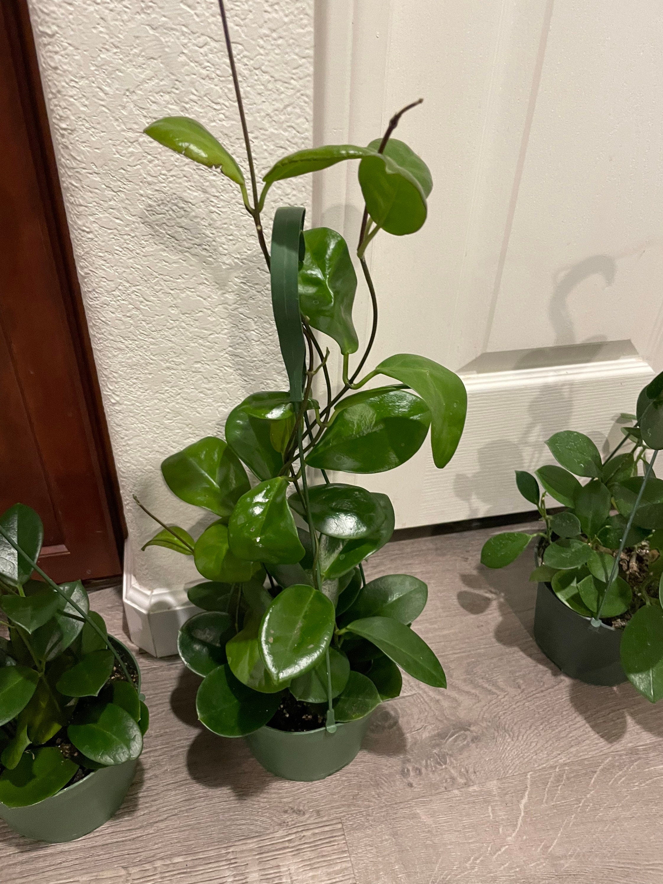 Large 1ft -Hoya Australis - Fragrant Hoya in hanging pot- not exact plant