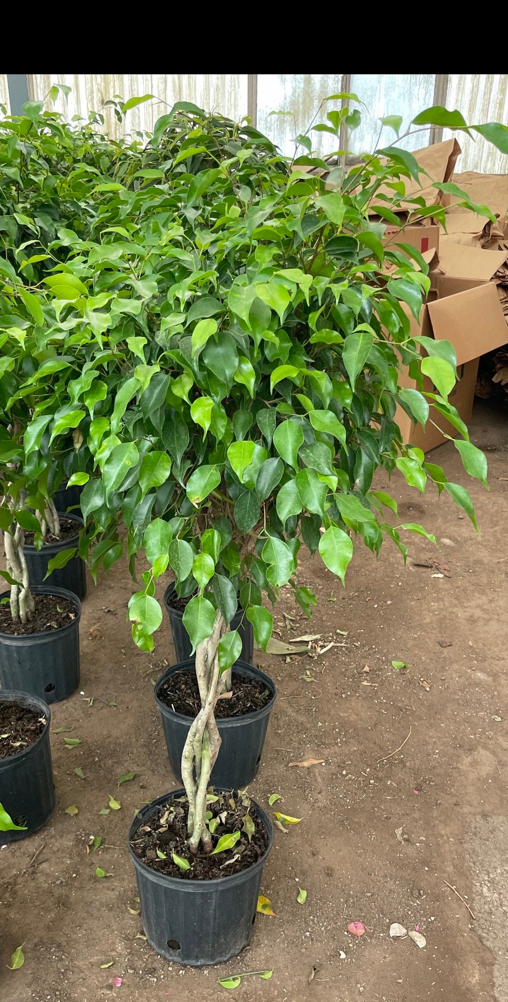 3-4 ft tall -Live plant -braided Ficus benjamina-easy indoor plant -similar to picture not exact-size depends on availability