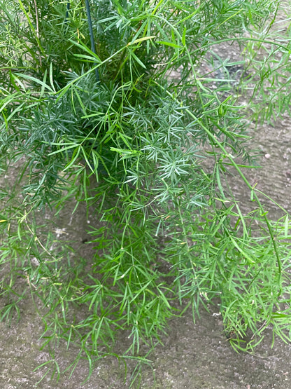 Large -trailing -6 inch pot -Asparagus  densiflorous &