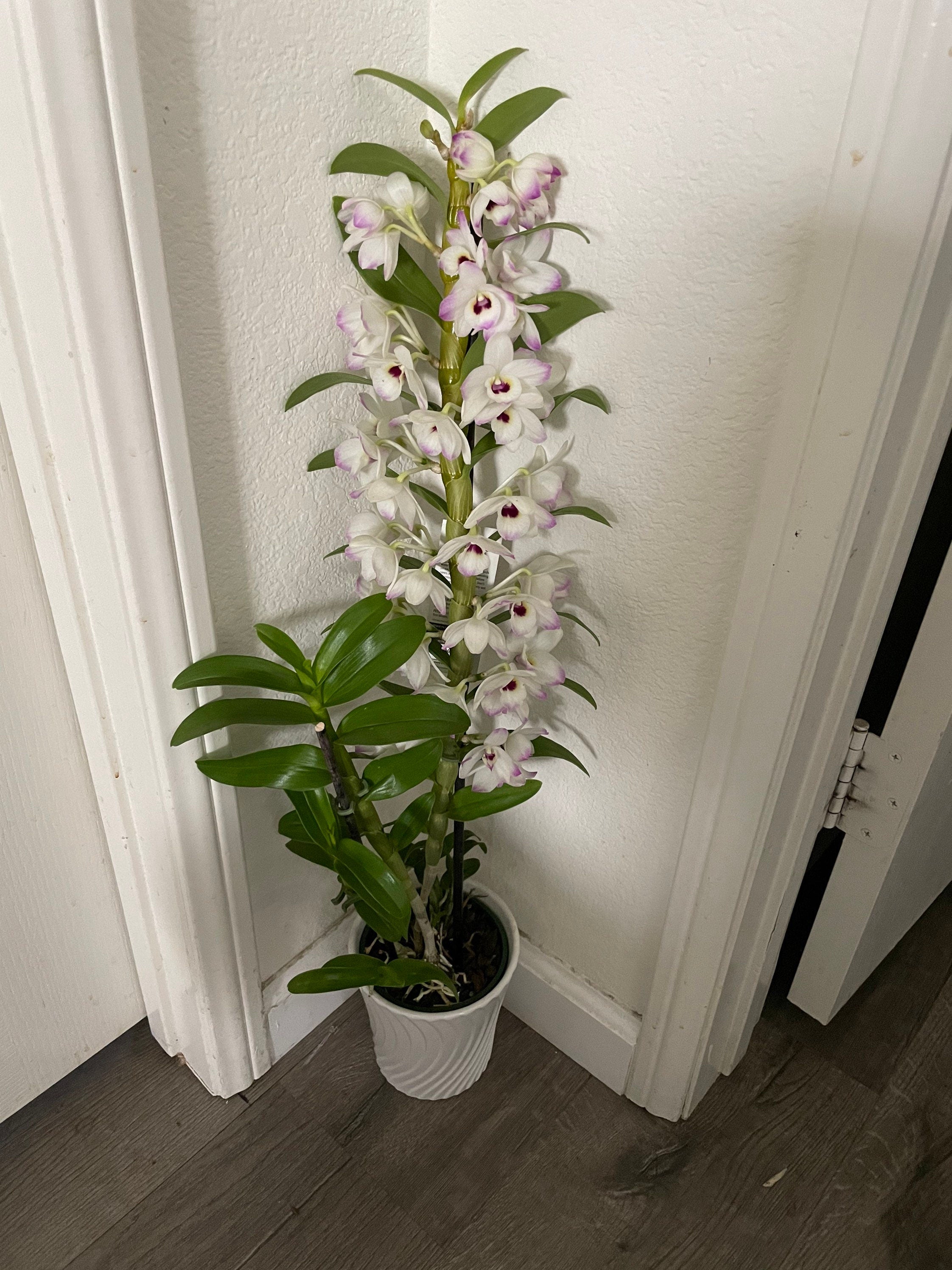 XL -1-2ft tall blooming pink and white dendrobium nobile in decorative pot. Perfect gift for the plant lover!-not exact plant -color vary
