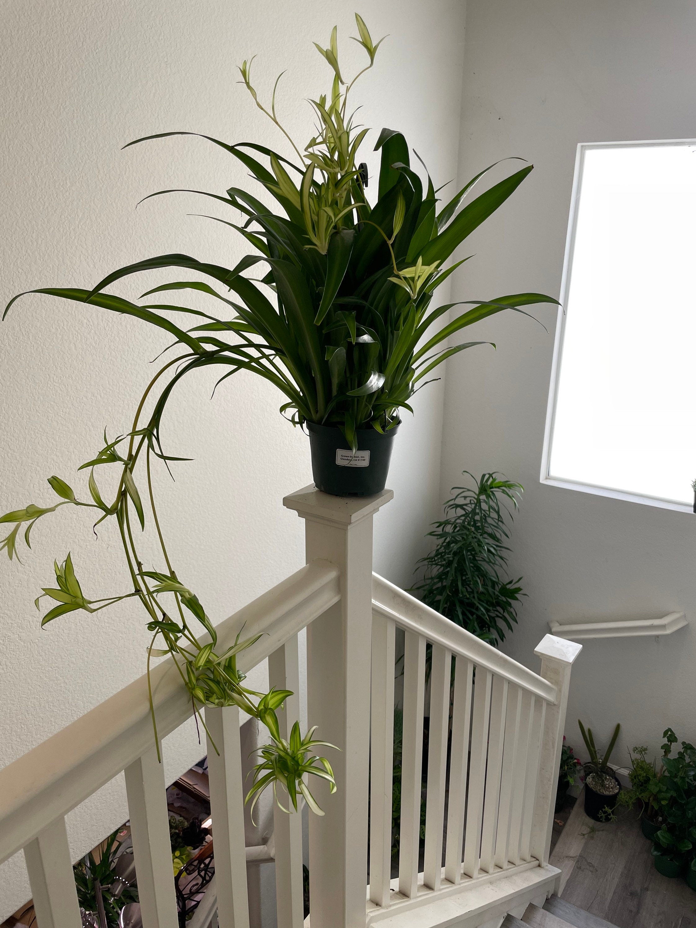 XL - 6 inch potted -green Spider plant with babies -Air Purifying Indoor Plant Chlorophytum -similar to photo not exact-