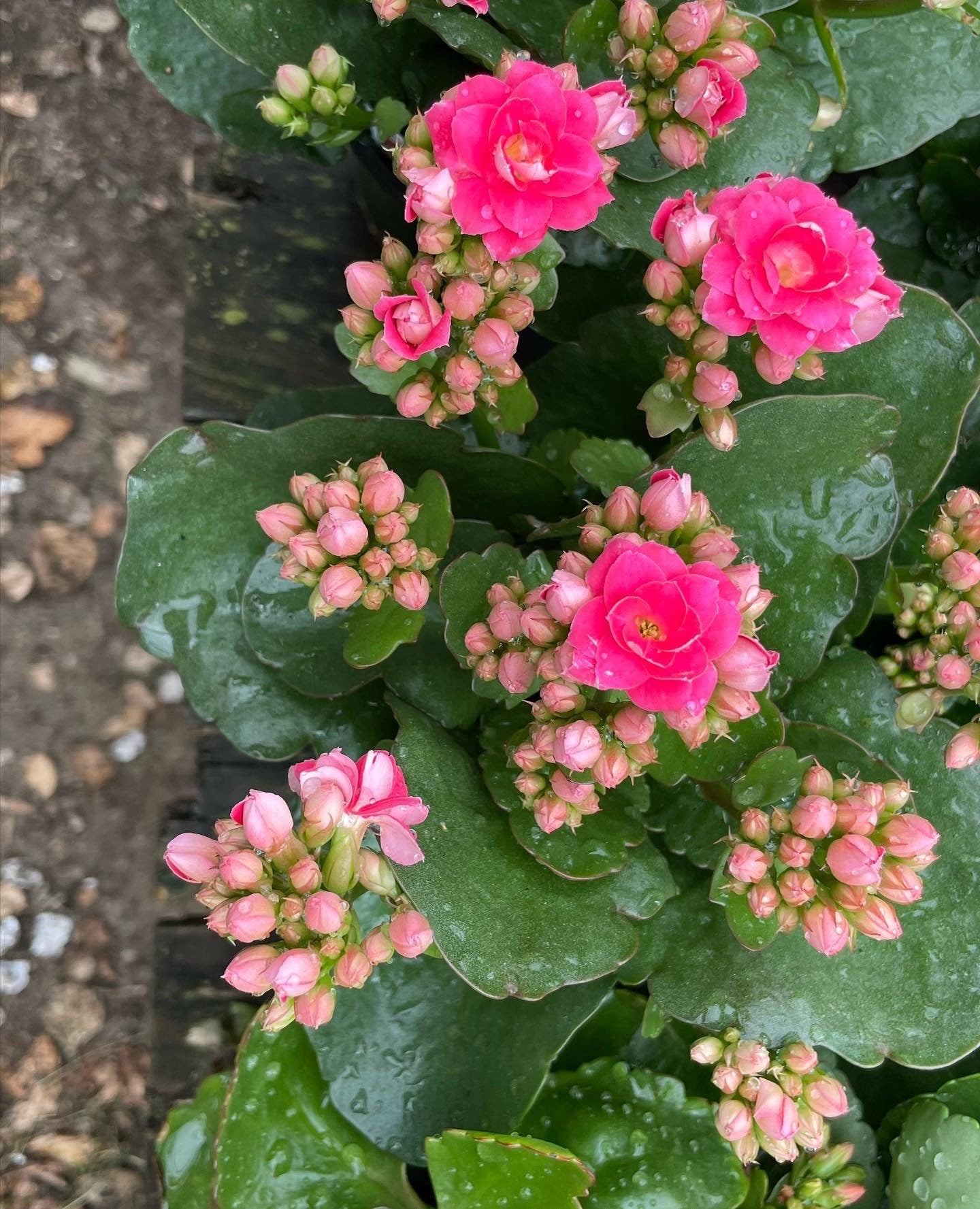 4 inch Live potted -pink Kalanchoe calandiva - double blooms