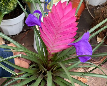 4 inch potted pink bromeliad Tillandsia air plant - east care , pink quill Bromeliad, Tillandsia cyanea, wallisea -large bloom-purple blooms