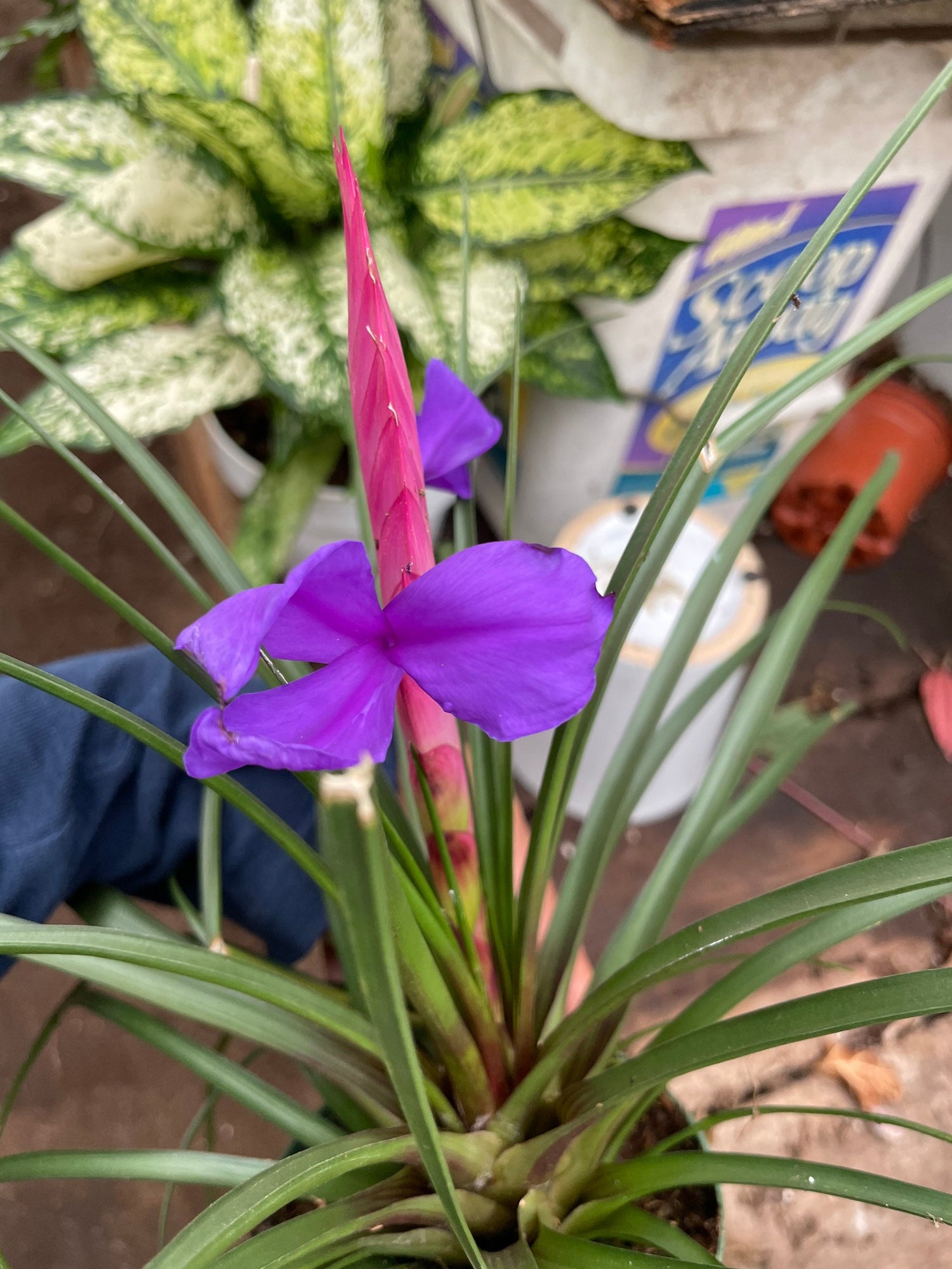 4 inch potted pink bromeliad Tillandsia air plant - east care , pink quill Bromeliad, Tillandsia cyanea, wallisea -large bloom-purple blooms