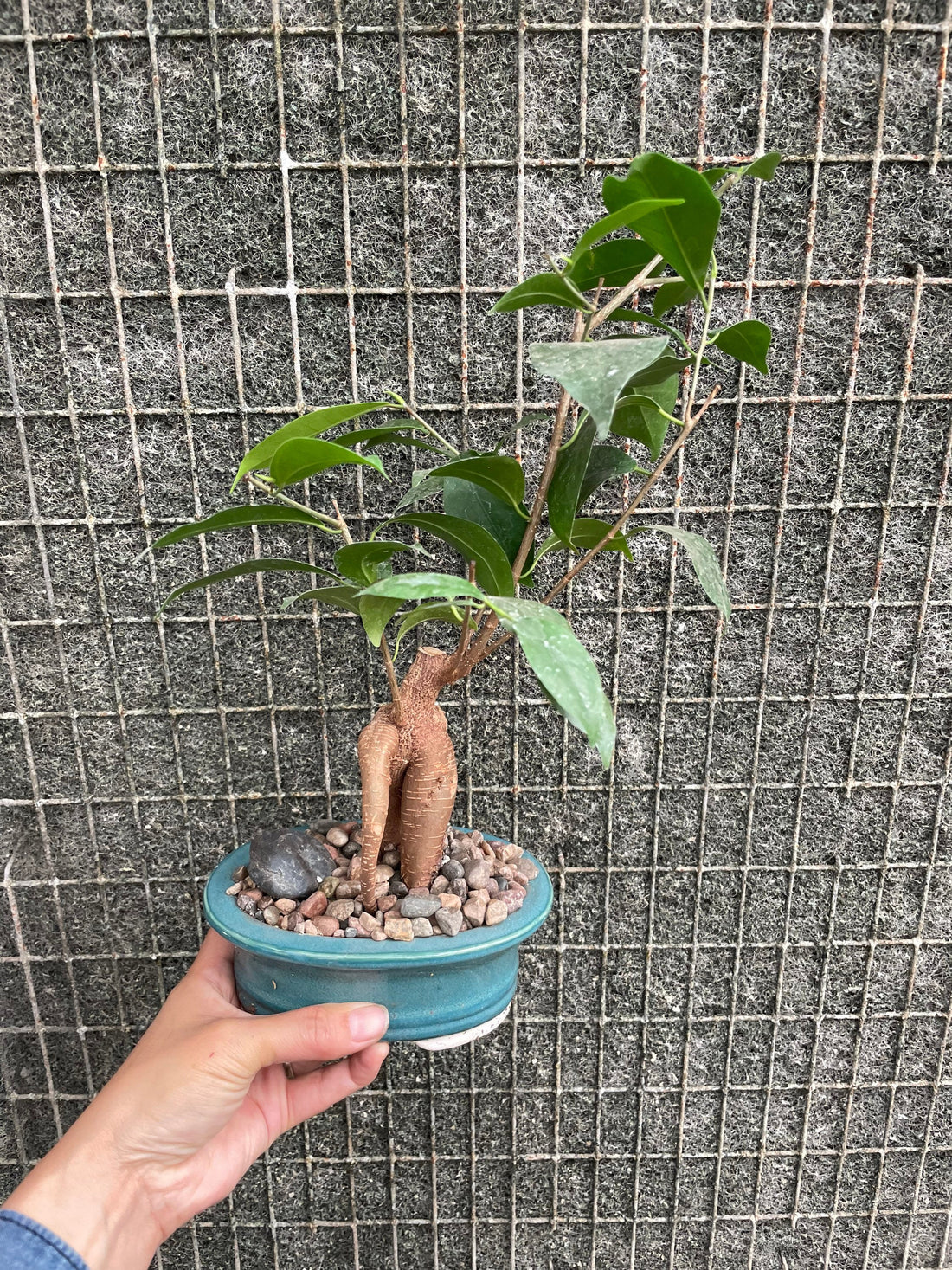 6 inch tall -Bonsai ficus with ceramic  pots are selected based on availability. Will look similar not exact.