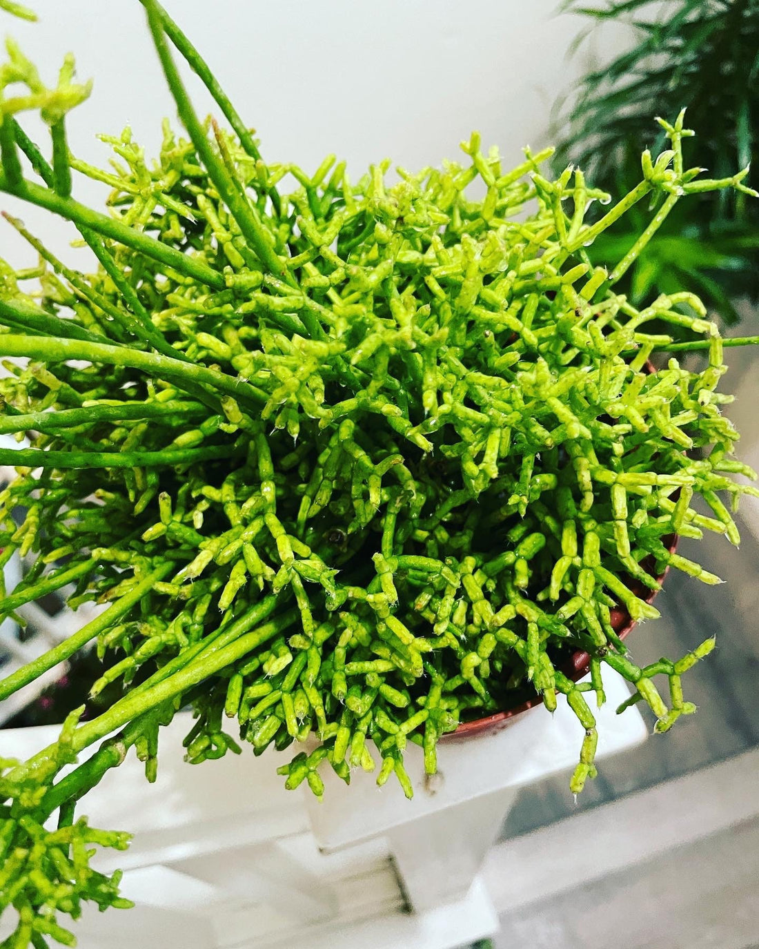 XL-6 inch potted - rhipsalis cereuscula -exotic rhipsalis -hard to find this size -exact plant as pictured