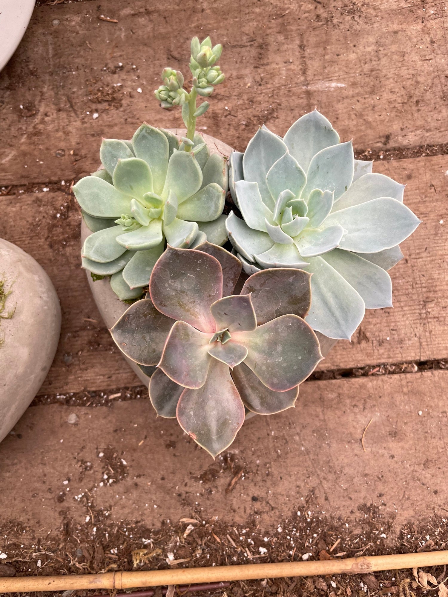 5 inch cement heart shape succulent arrangement-similar to photo