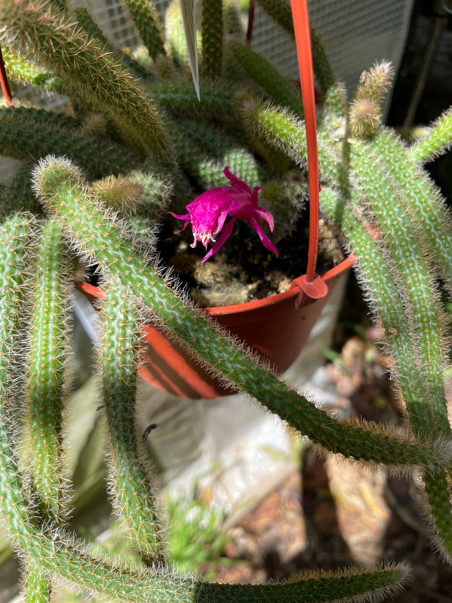 Extra long trailing 1ft in 6 inch pot-flowering Cactus -rat tail cactus- flowering cactus - magenta /reddish flowers . Mature will bloom