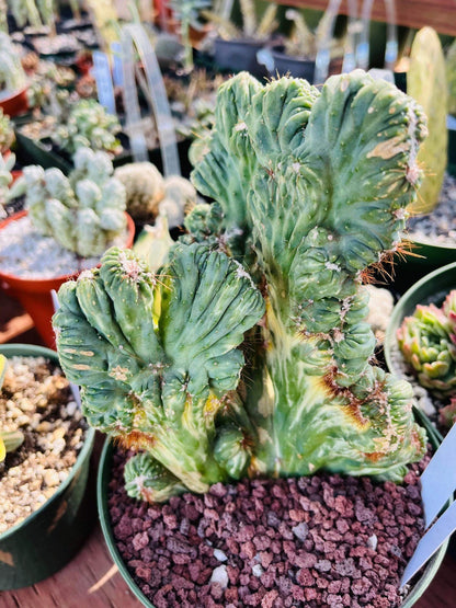 Rare Cereus Forbesii Monstrose Variegated -ships bare root-not exact plant similar - growers choice