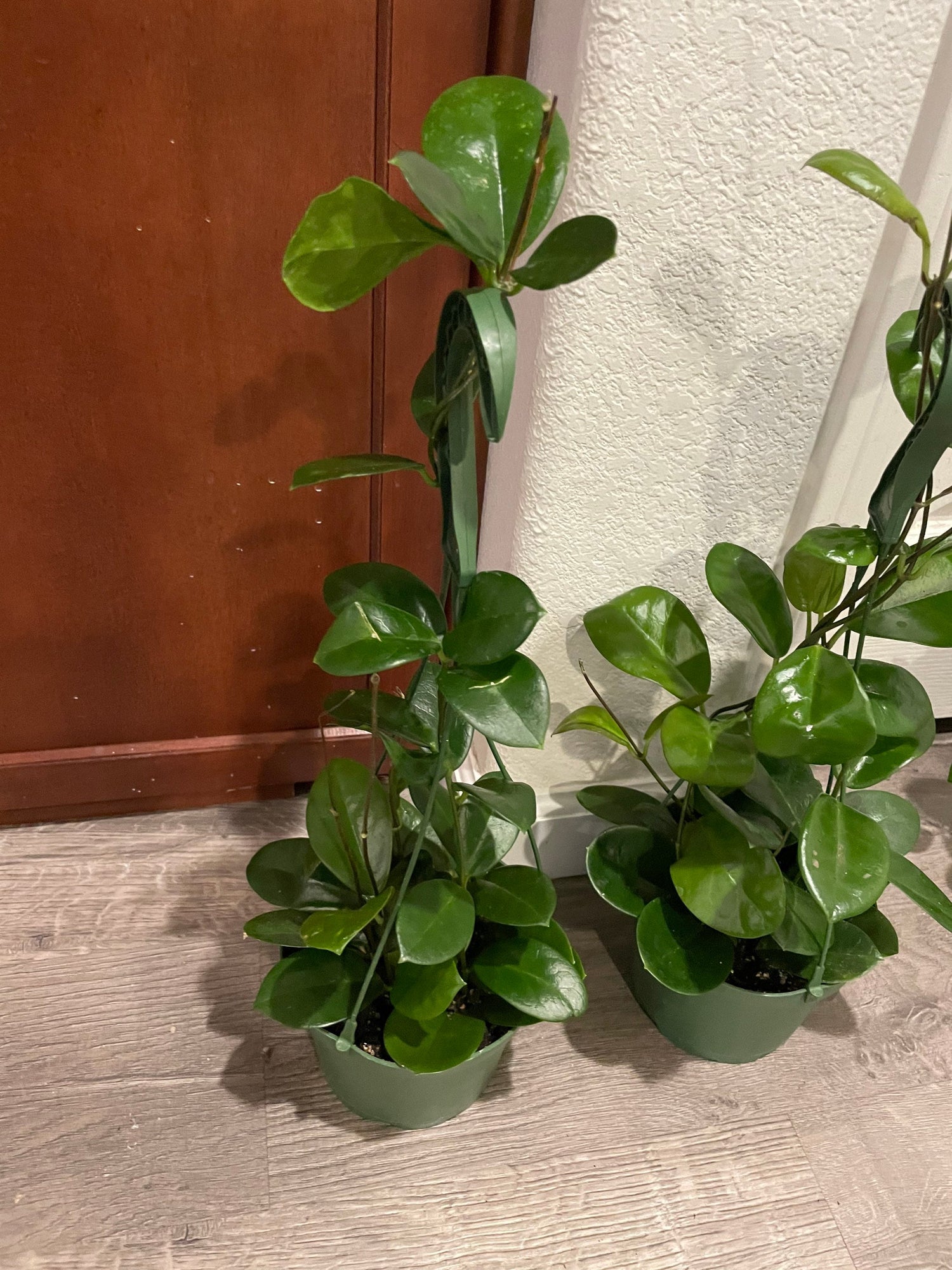 Large 1ft -Hoya Australis - Fragrant Hoya in hanging pot- not exact plant