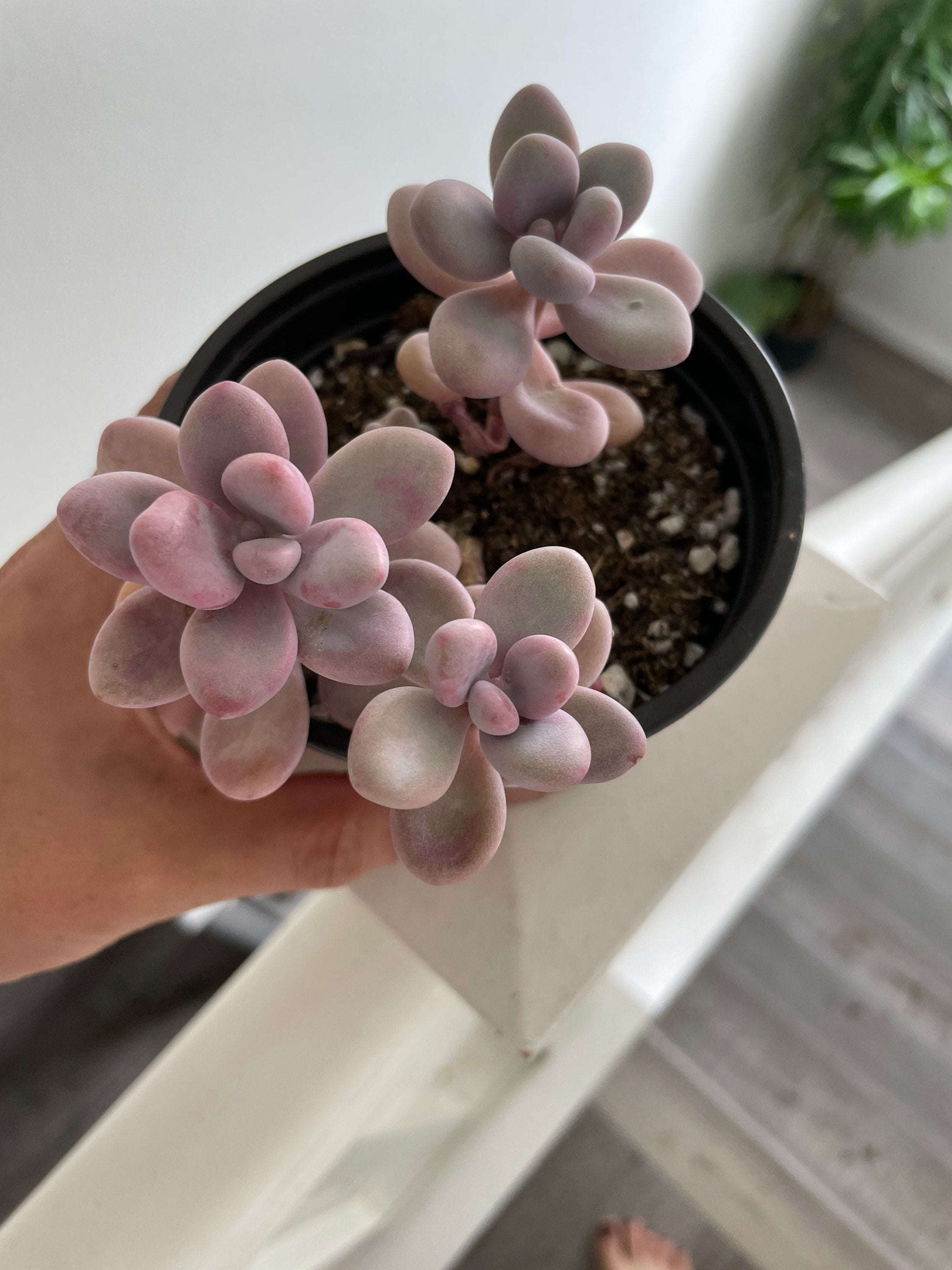 3 large Moonstones Pachyphytum Pink Succulent Pachyphytum Oviferum in 4 inch pot -similar to photo not exact -low water easy care
