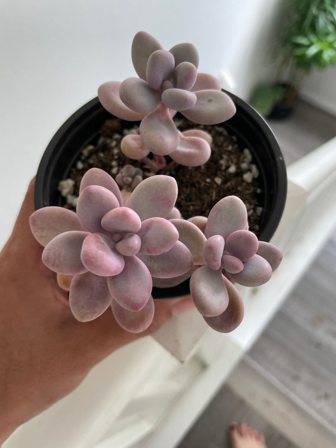 3 large Moonstones Pachyphytum Pink Succulent Pachyphytum Oviferum in 4 inch pot -similar to photo not exact -low water easy care