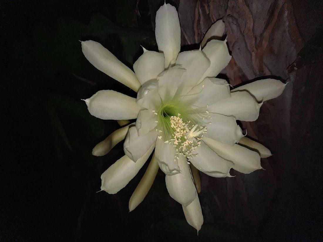 6 inch cutting -Epiphyllum hybrid white flower- from mature specimen plant-Easy to root -rare-Disocactus anguliger hybrid, fragrant