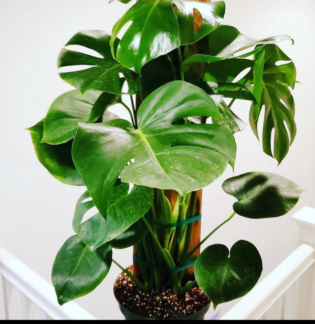 6 inch pot -Giant Monstera Deliciosa -can fruit when mature and is edible -modern plant- east care -air purifier-wood pole not included