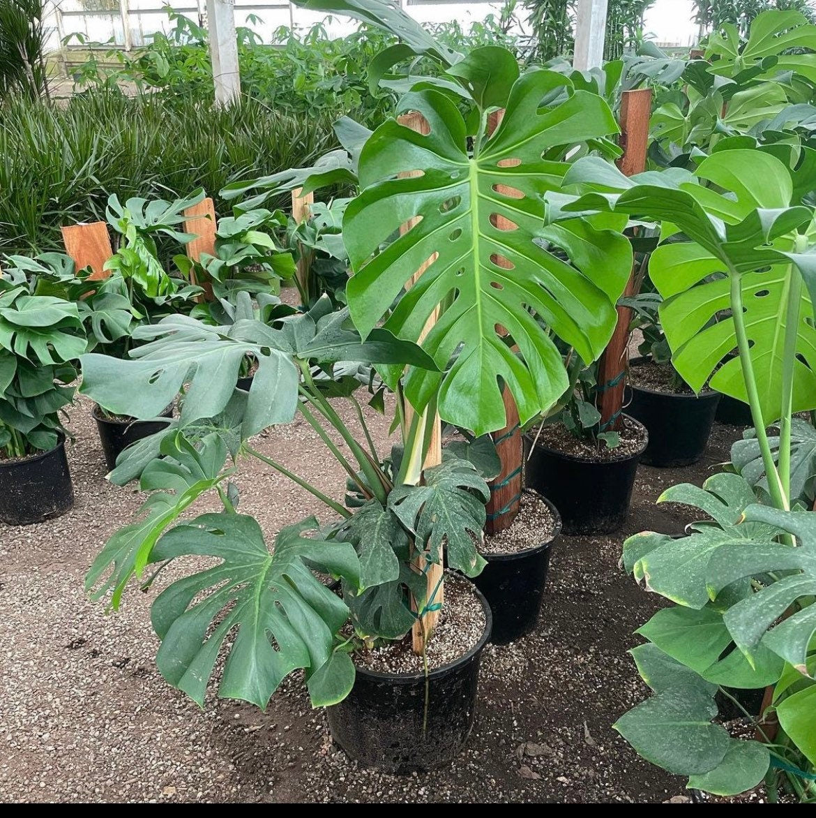 6 inch pot -Giant Monstera Deliciosa -can fruit when mature and is edible -modern plant- east care -air purifier-wood pole not included