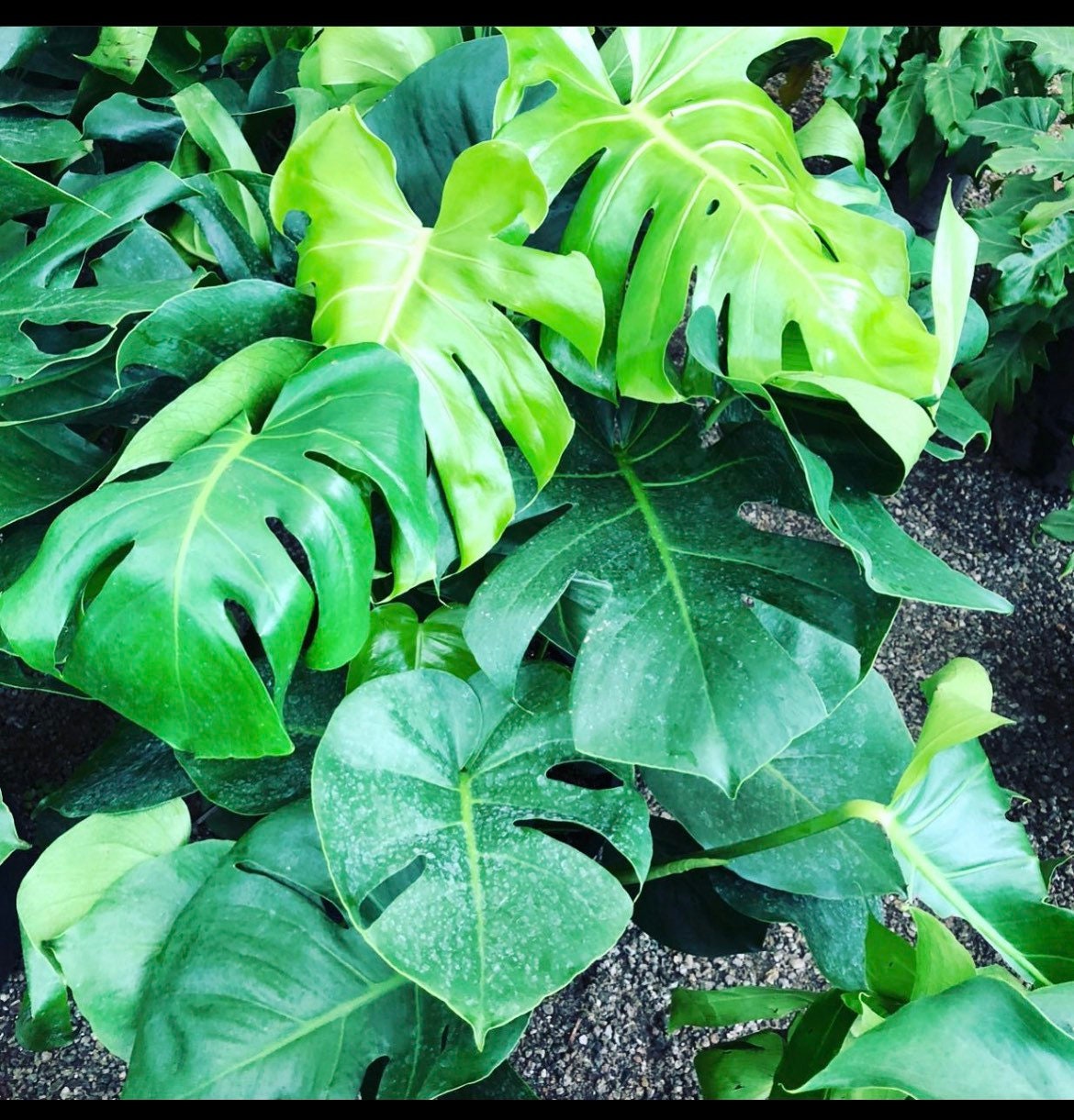 6 inch pot -Giant Monstera Deliciosa -can fruit when mature and is edible -modern plant- east care -air purifier-wood pole not included