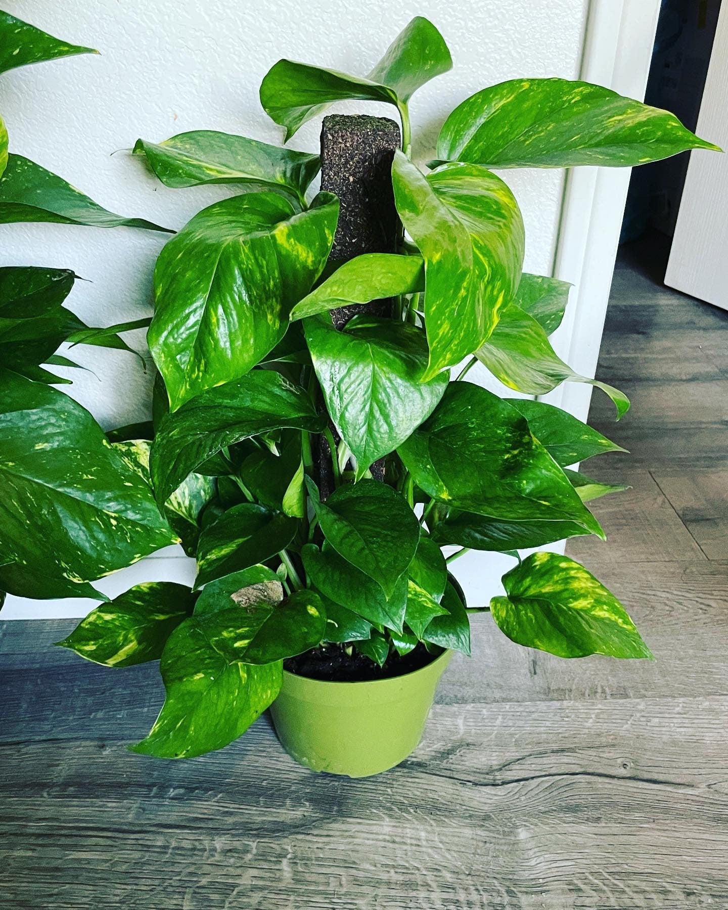 XL -3 ft tall -Golden Pothos With pole in growers pot