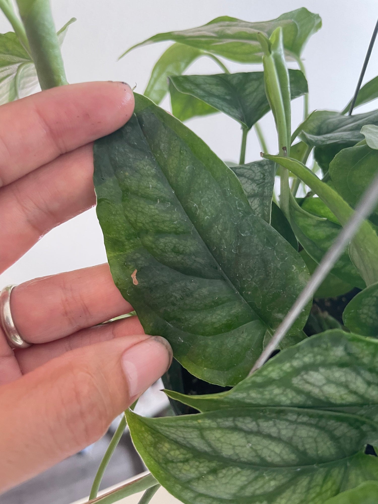 Large -6 inch pot Monstera siltepecana -rare hard to find this size