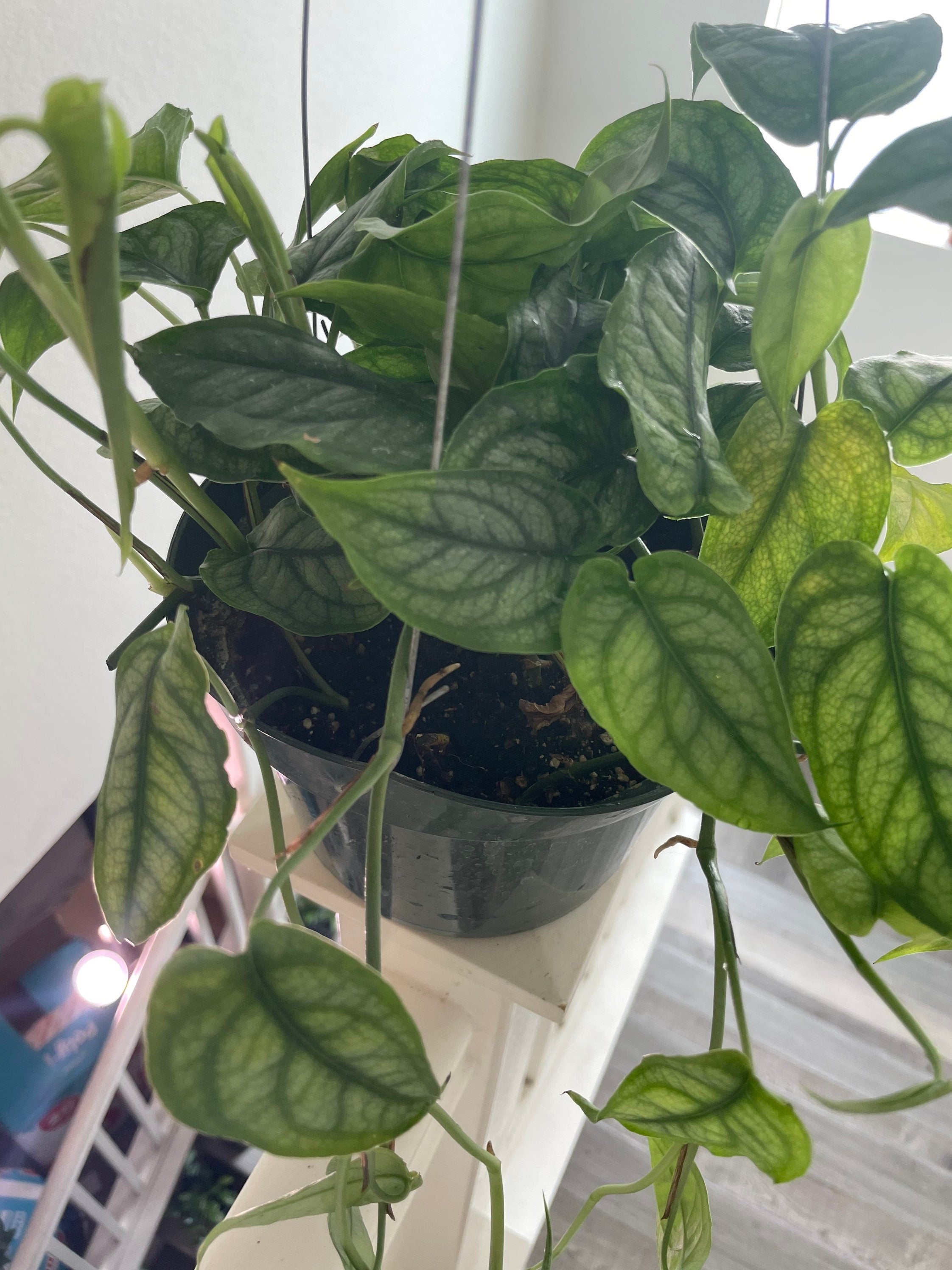 Large -6 inch pot Monstera siltepecana -rare hard to find this size