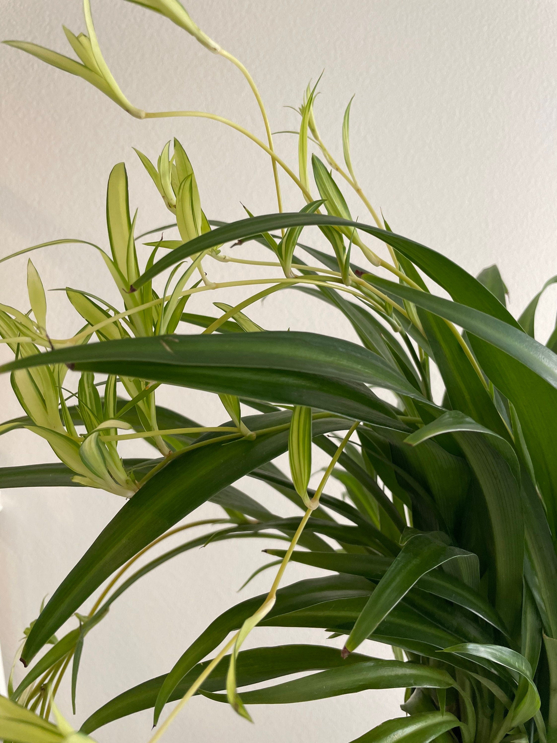XL - 6 inch potted -green Spider plant with babies -Air Purifying Indoor Plant Chlorophytum -similar to photo not exact-