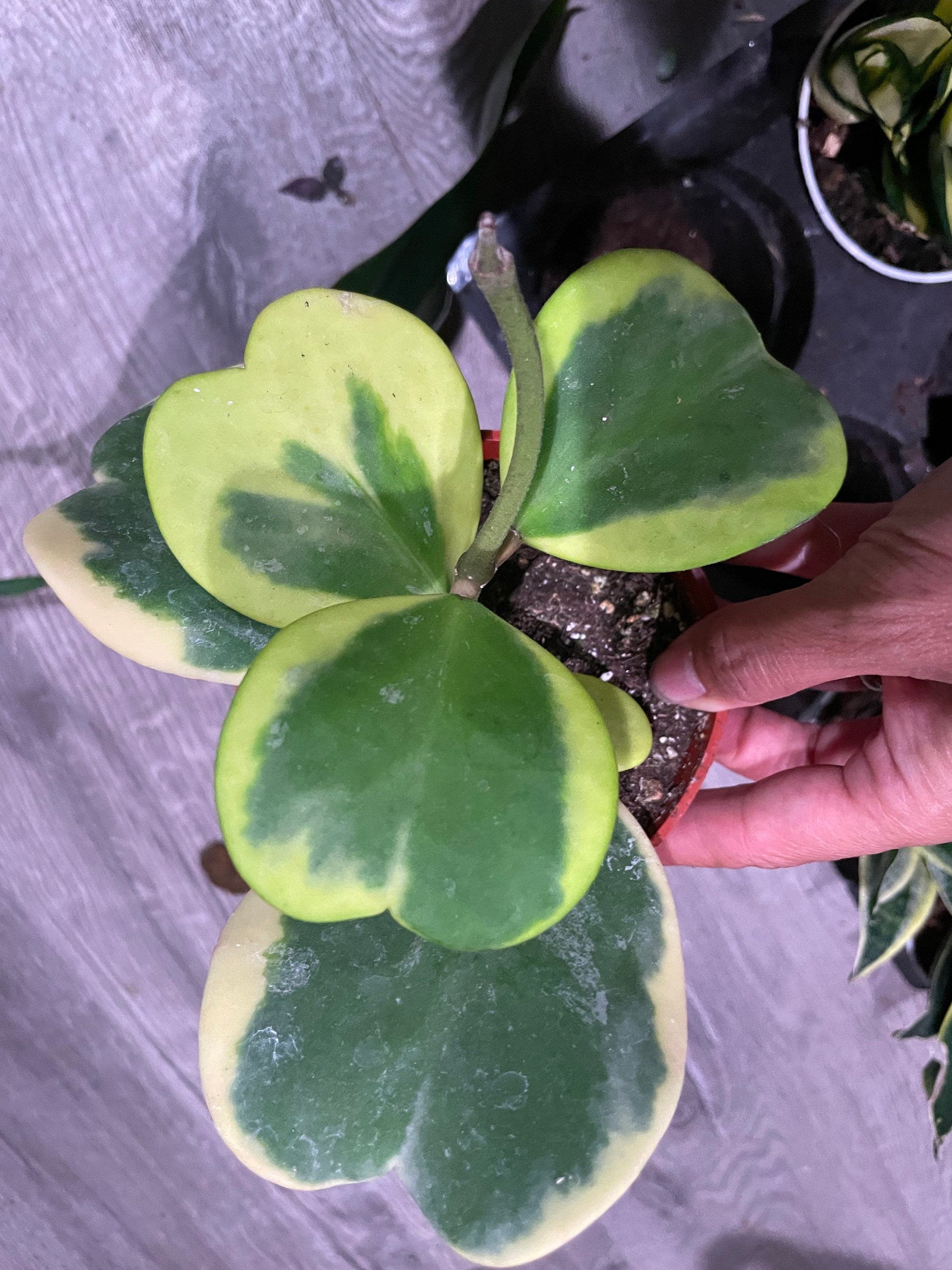 Large 4 inch potted- 4-5 leafs -hoya variegated Kerrii hearts-Similar to photo not exact -growers choice-Albomarginata