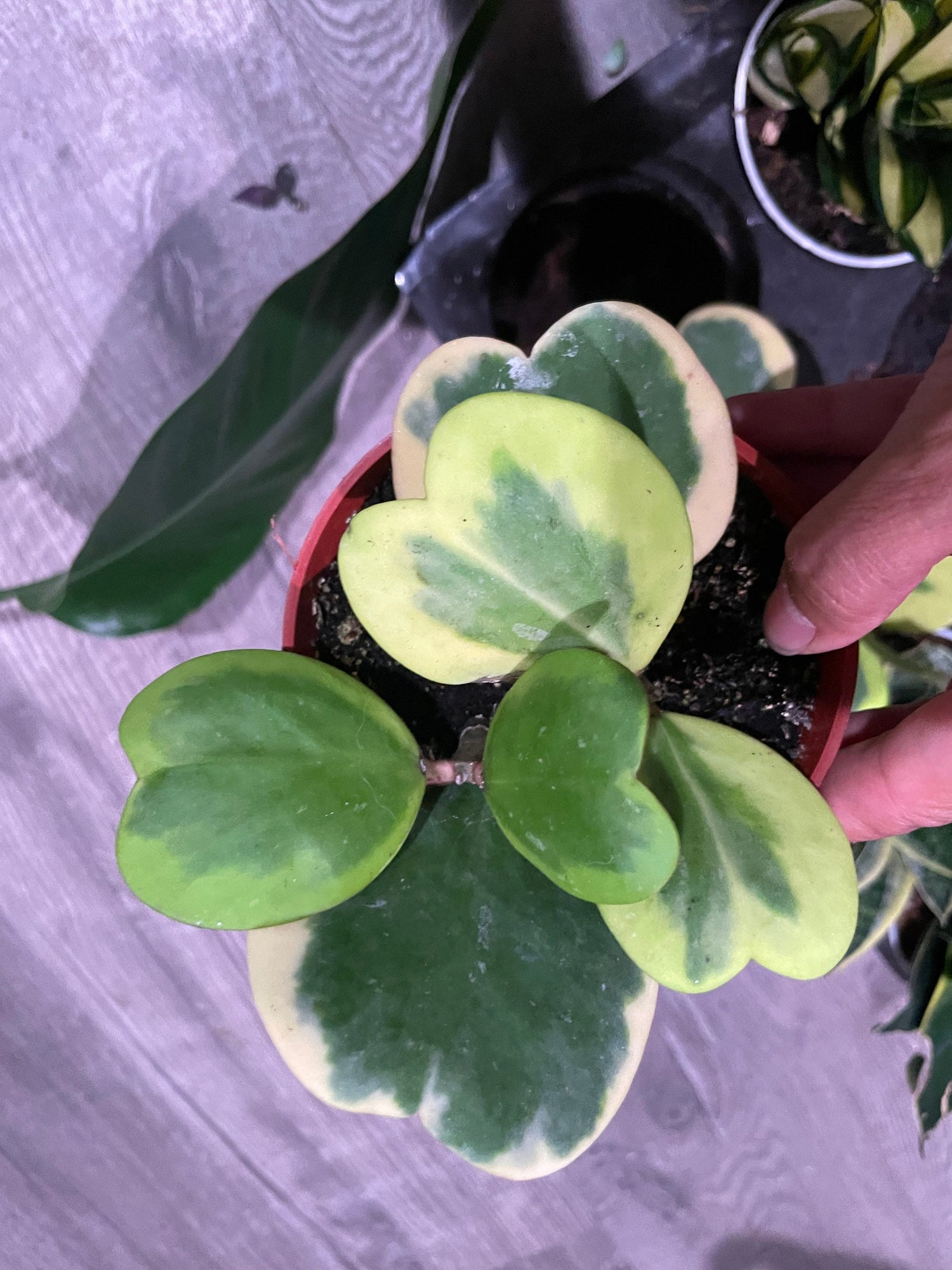 Large 4 inch potted- 4-5 leafs -hoya variegated Kerrii hearts-Similar to photo not exact -growers choice-Albomarginata