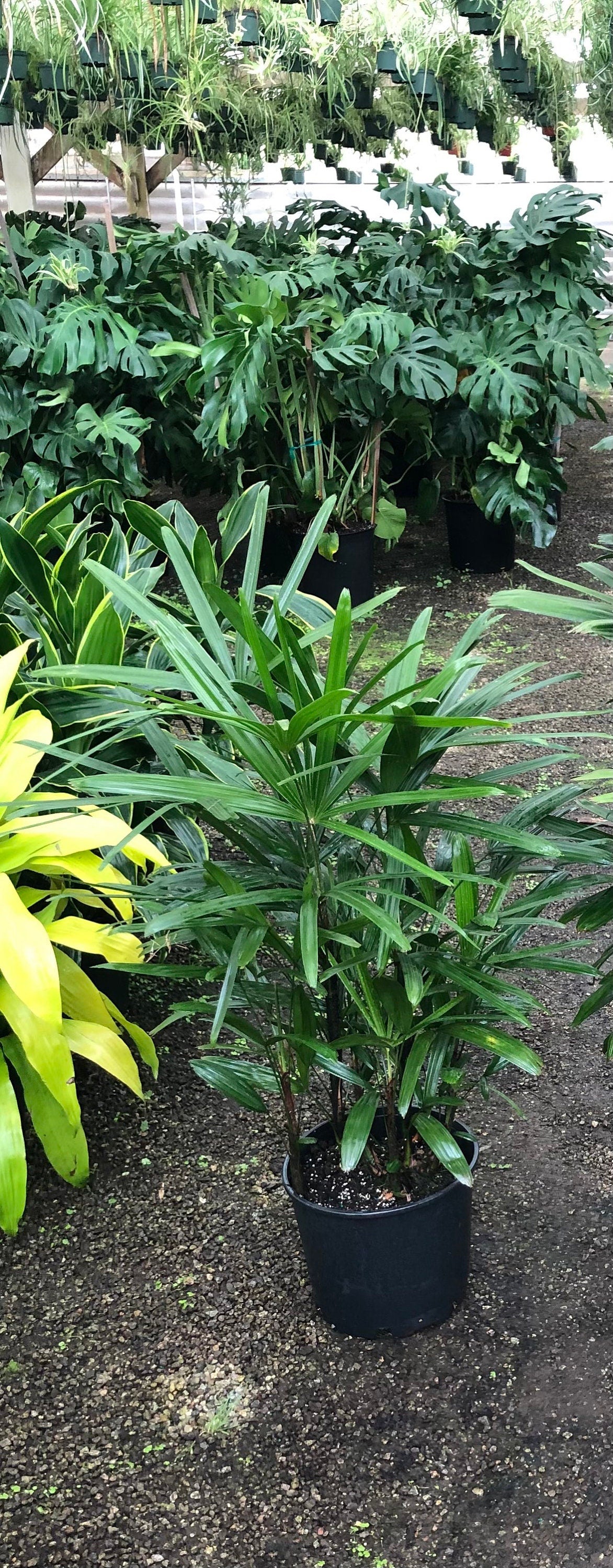 3-4 feet Tall -Rhapis Palm  -indoor or outdoor -low maintenance easy care-similar to photo not exact plant