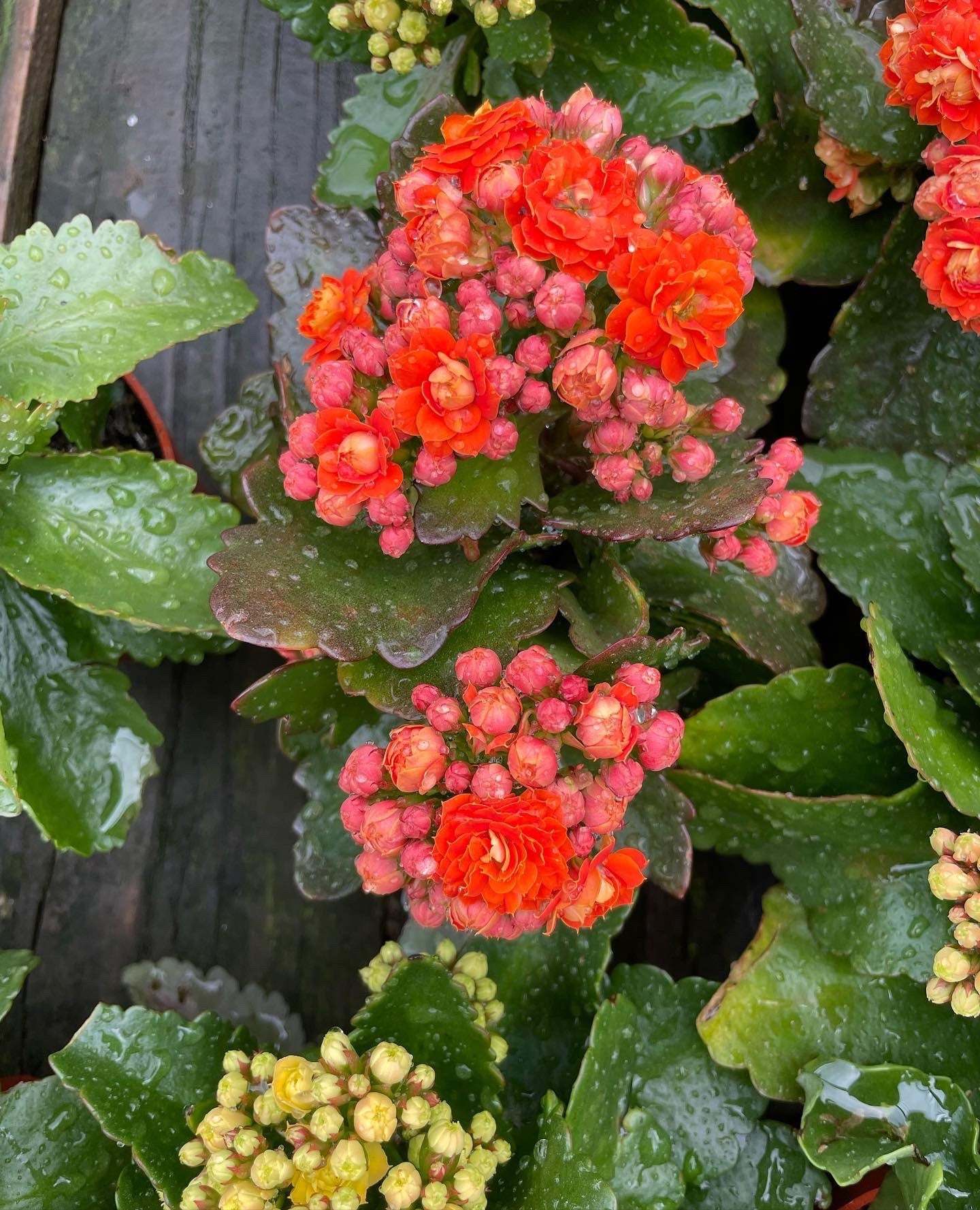 4 inch Live potted -orange  Kalanchoe calandiva - double blooms