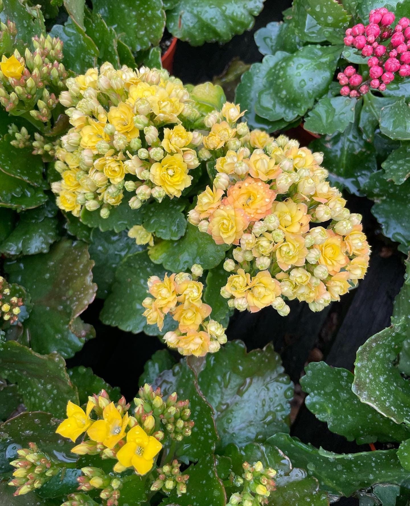 4 inch Live potted -yellow Kalanchoe calandiva - double blooms